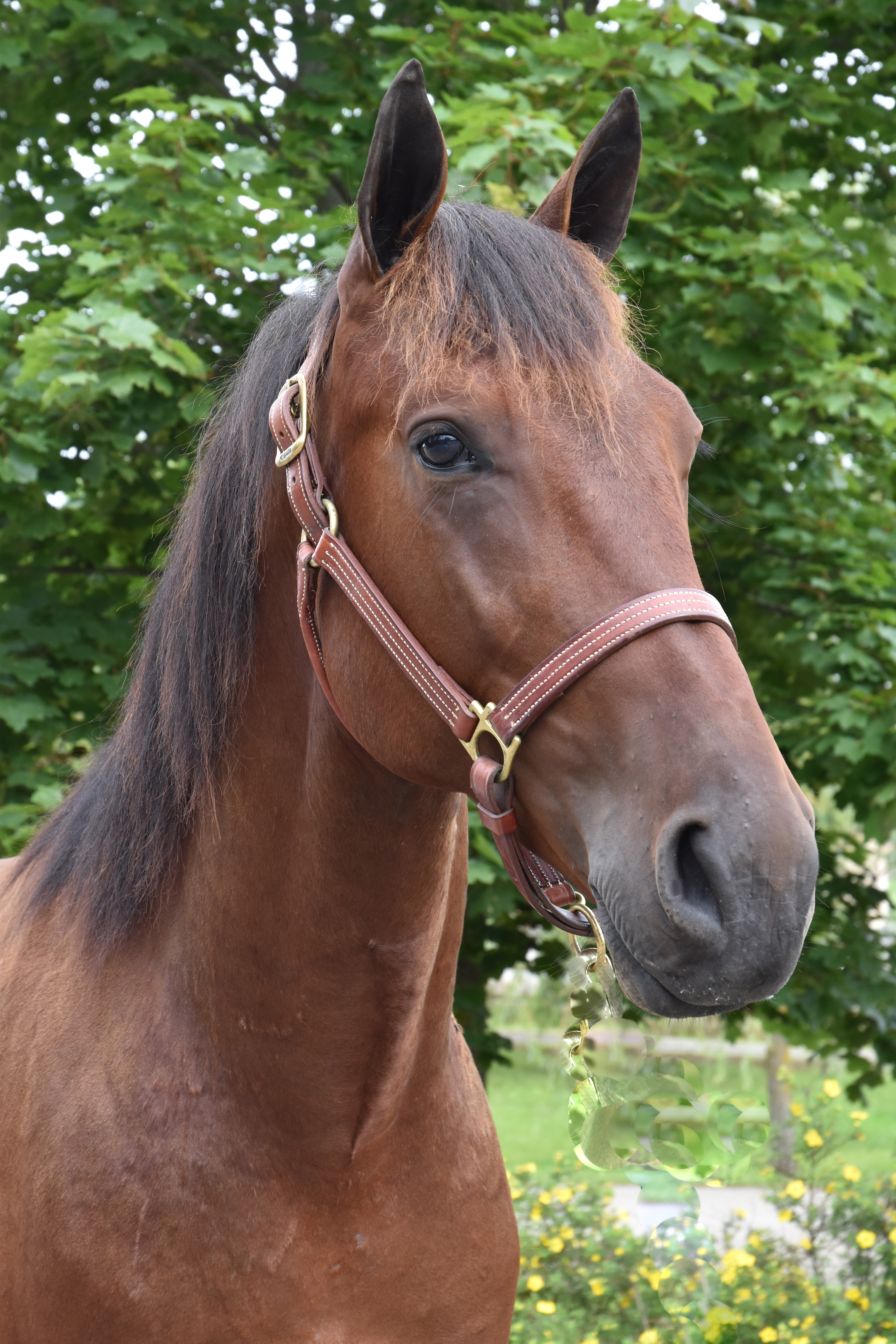 Great Ruler i Margaretalopp på Solvalla på lördag. Foto: A.Lindblom